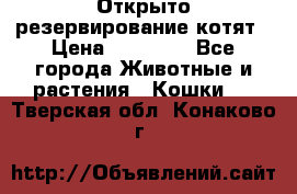 Открыто резервирование котят › Цена ­ 15 000 - Все города Животные и растения » Кошки   . Тверская обл.,Конаково г.